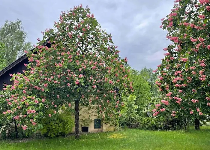Komfortowy Dom W Lesie Nyaraló Miedzichowo